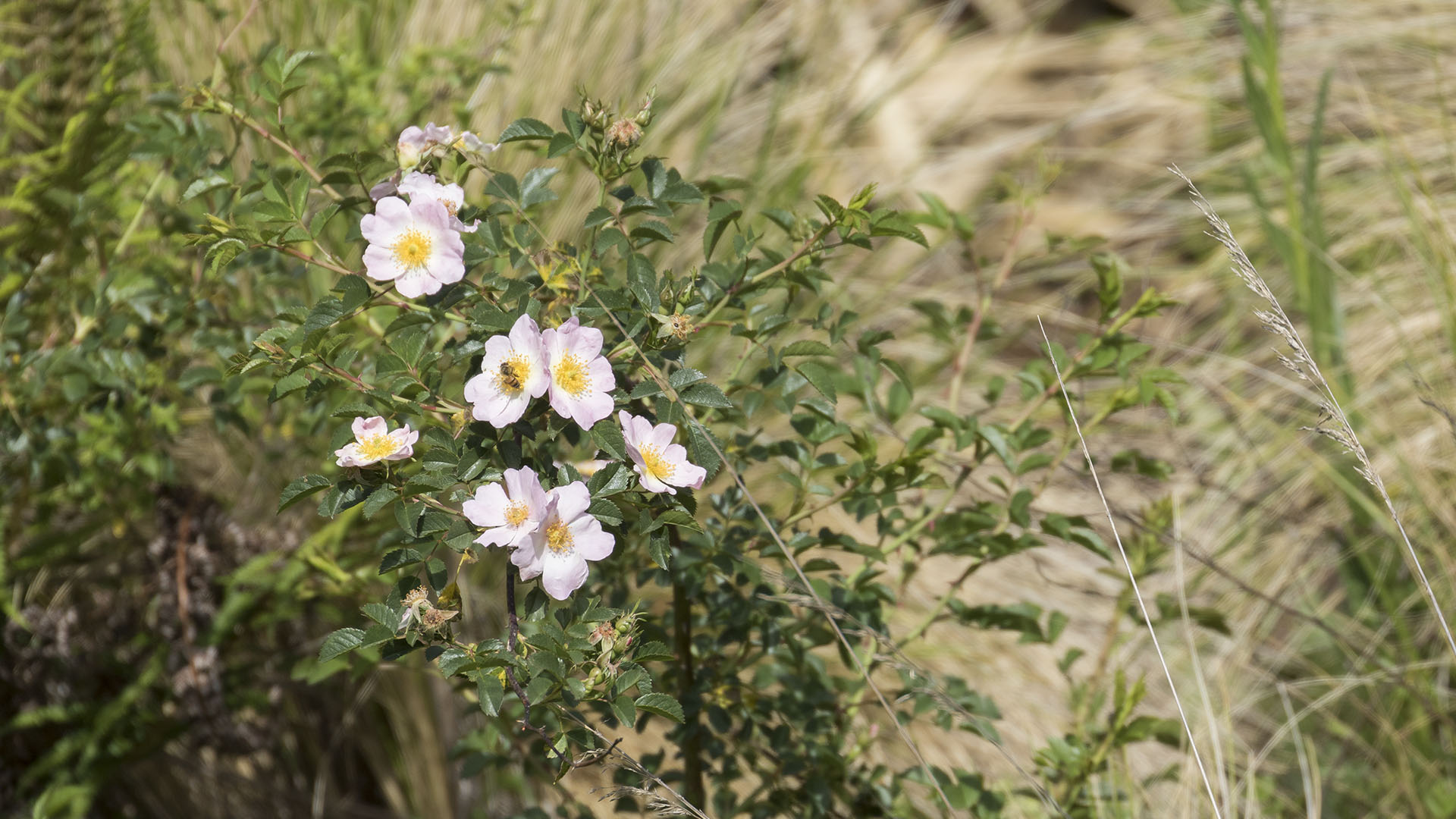 Rosa mosqueta