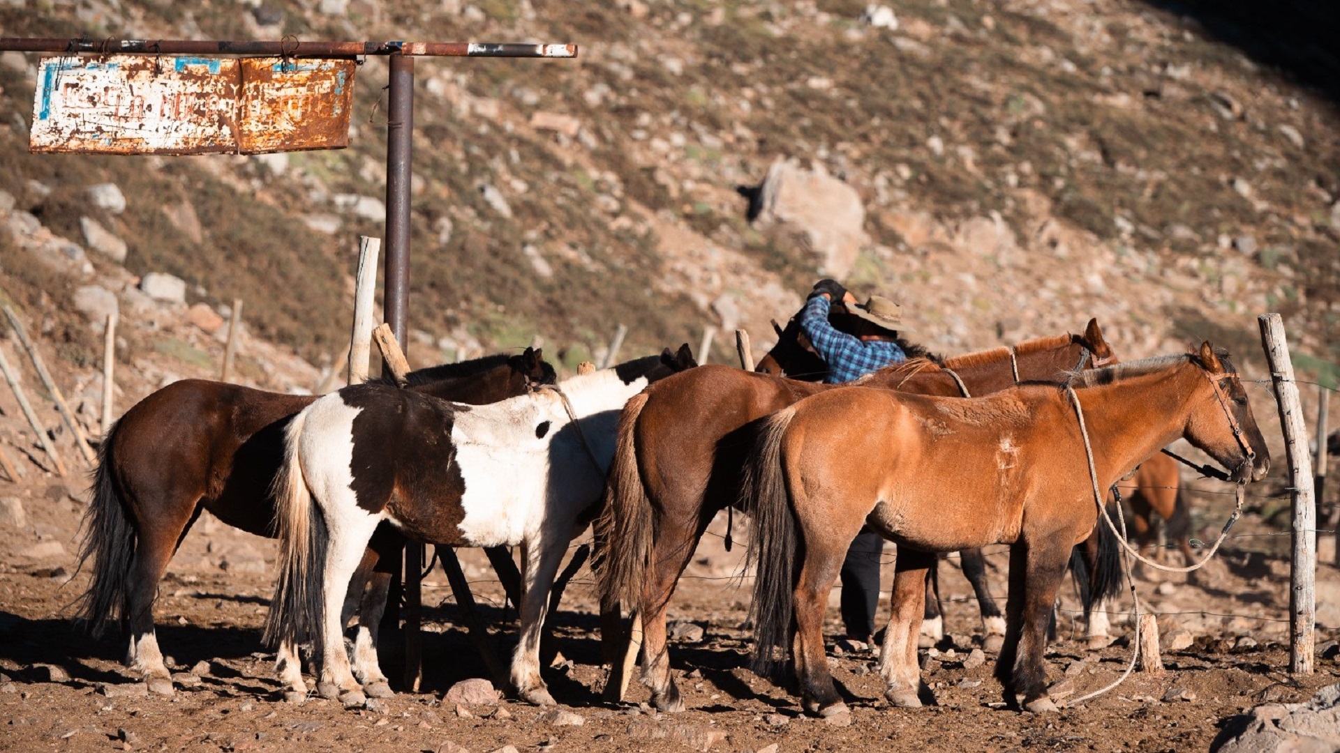 Cabalgatas en la cordillera mendocina
