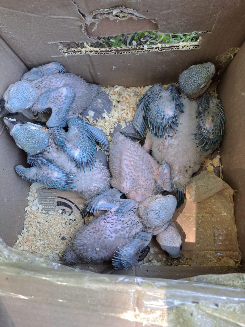 10_guacamayos_salta_2