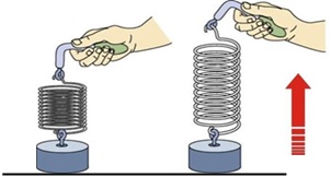 Figura 4: Sistema masa-resorte. izquierda) Sostenimiento firme: Masa en reposo, derecha) Movimiento brusco hacia arriba, la inercia del sistema evita que la masa se mueva, en su lugar se estira el resorte