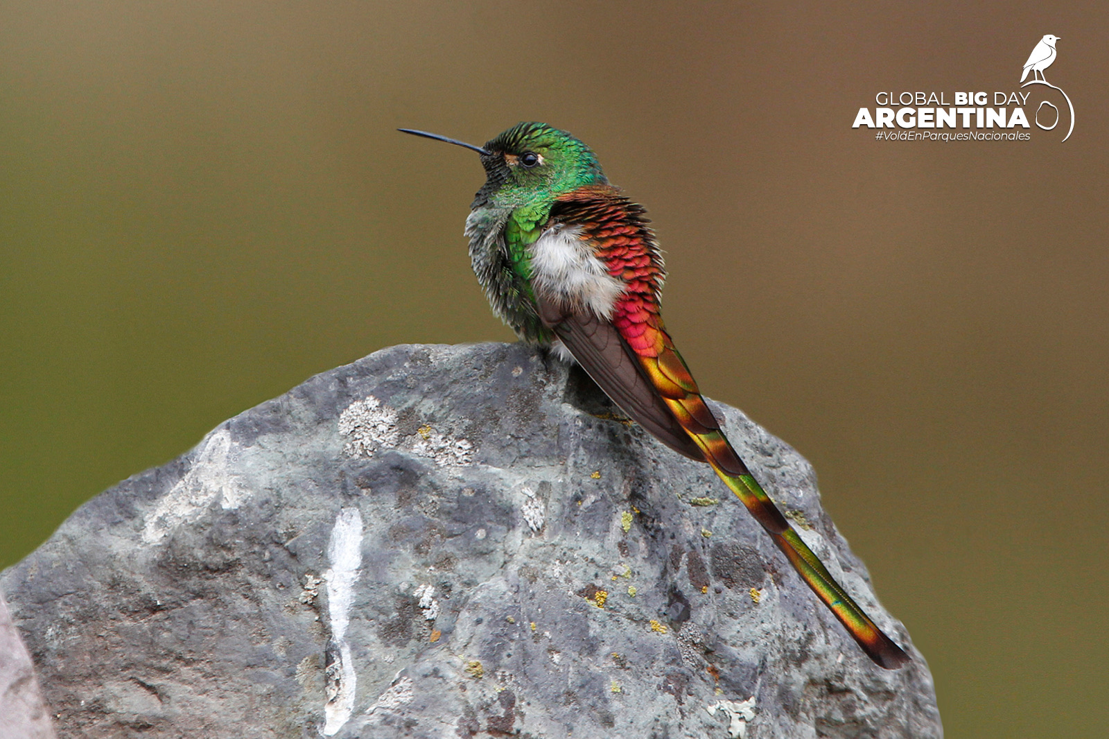 Picaflor cometa Aves emblemáticas de Parques Nacionales- Global Big Day 2025
