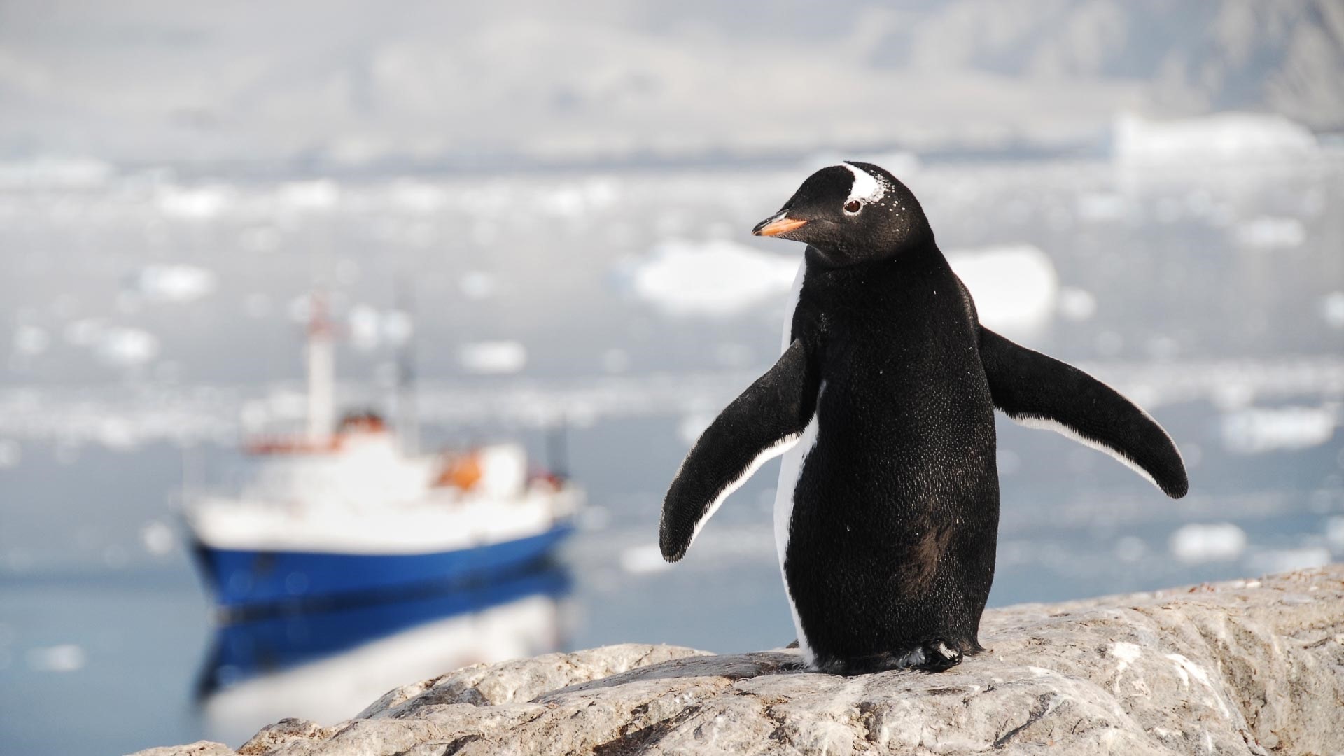 pingüino Antártida