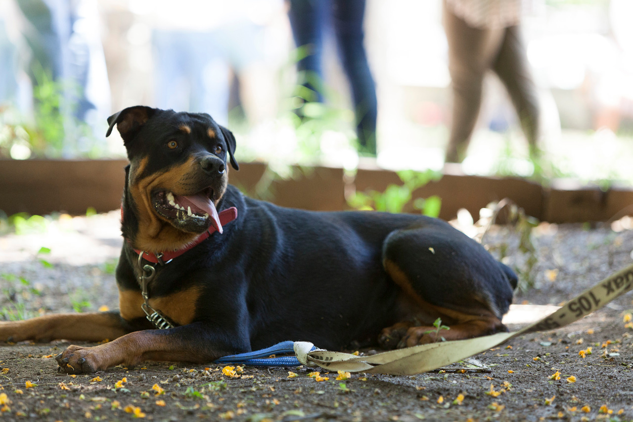 Certificado veterinario internacional para viajar al exterior con perros y/o gatos