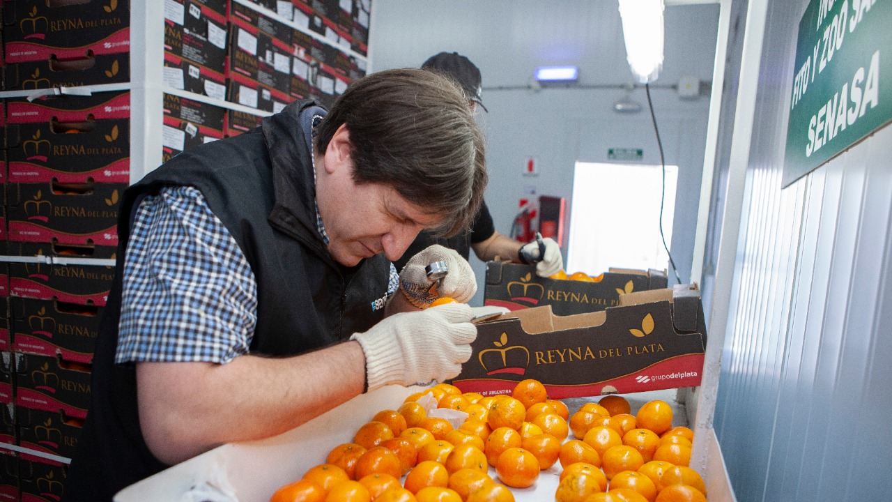 Exportación de cítrico a la Unión Europea