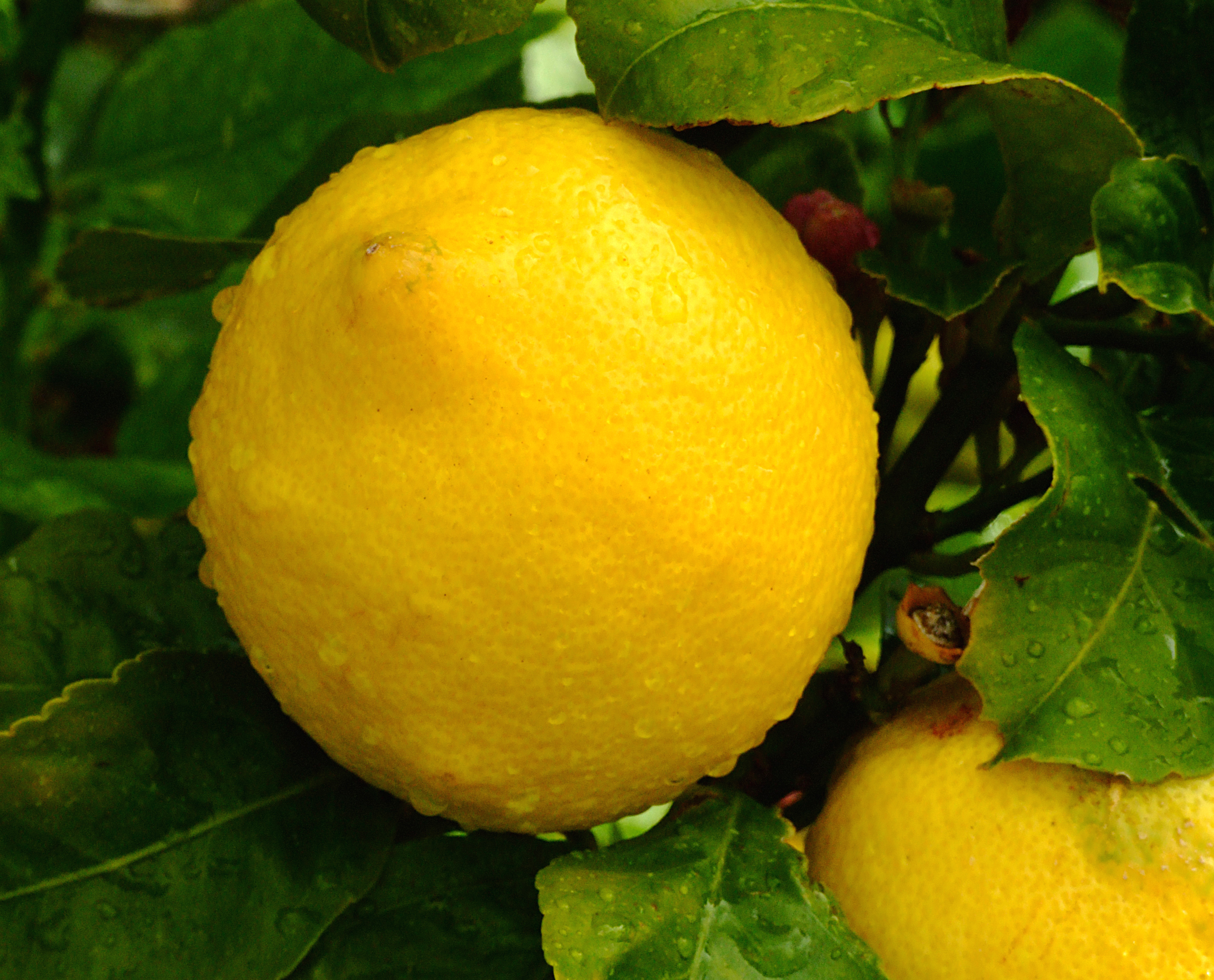 Concretan la primera exportación de frutas frescas cítricas desde puertos bonaerenses