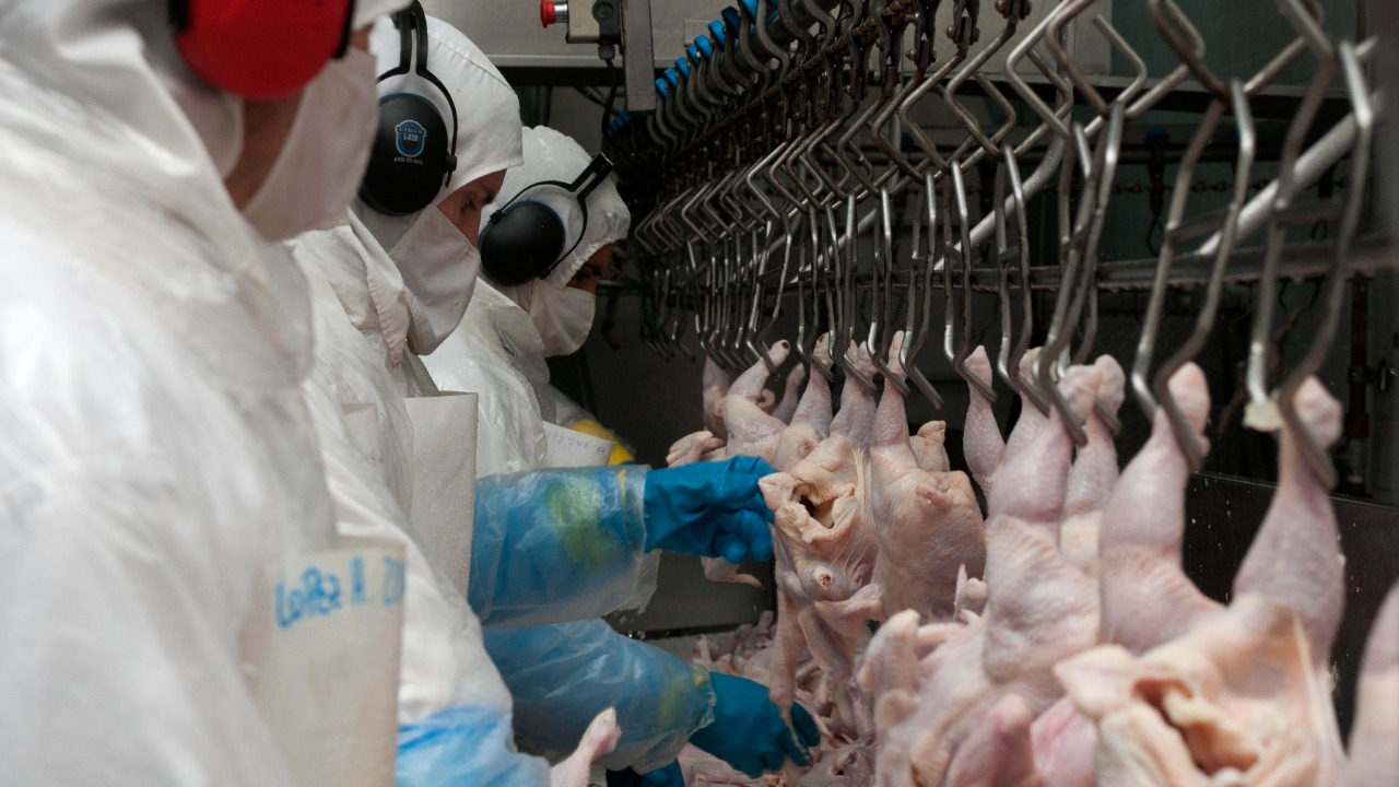Se reiniciará las exportaciones de carne aviar a la Unión Europea