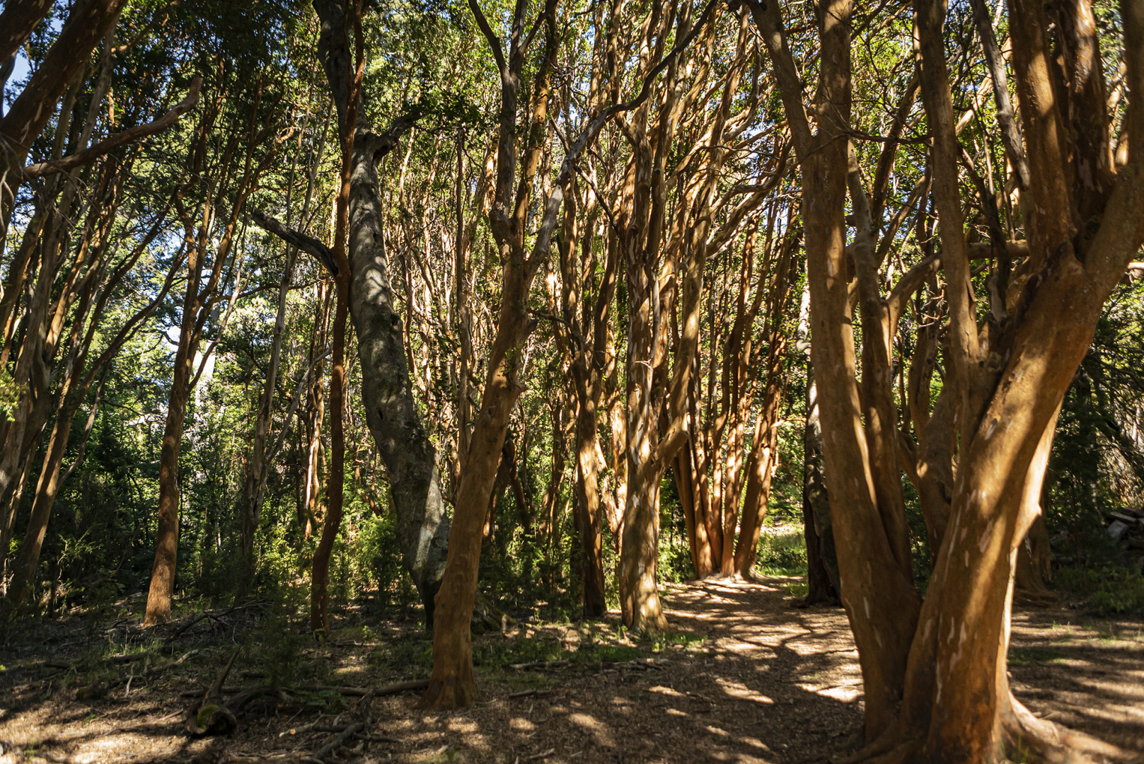 Luego de 51 años se creó la Intendencia del Parque Nacional Los ...