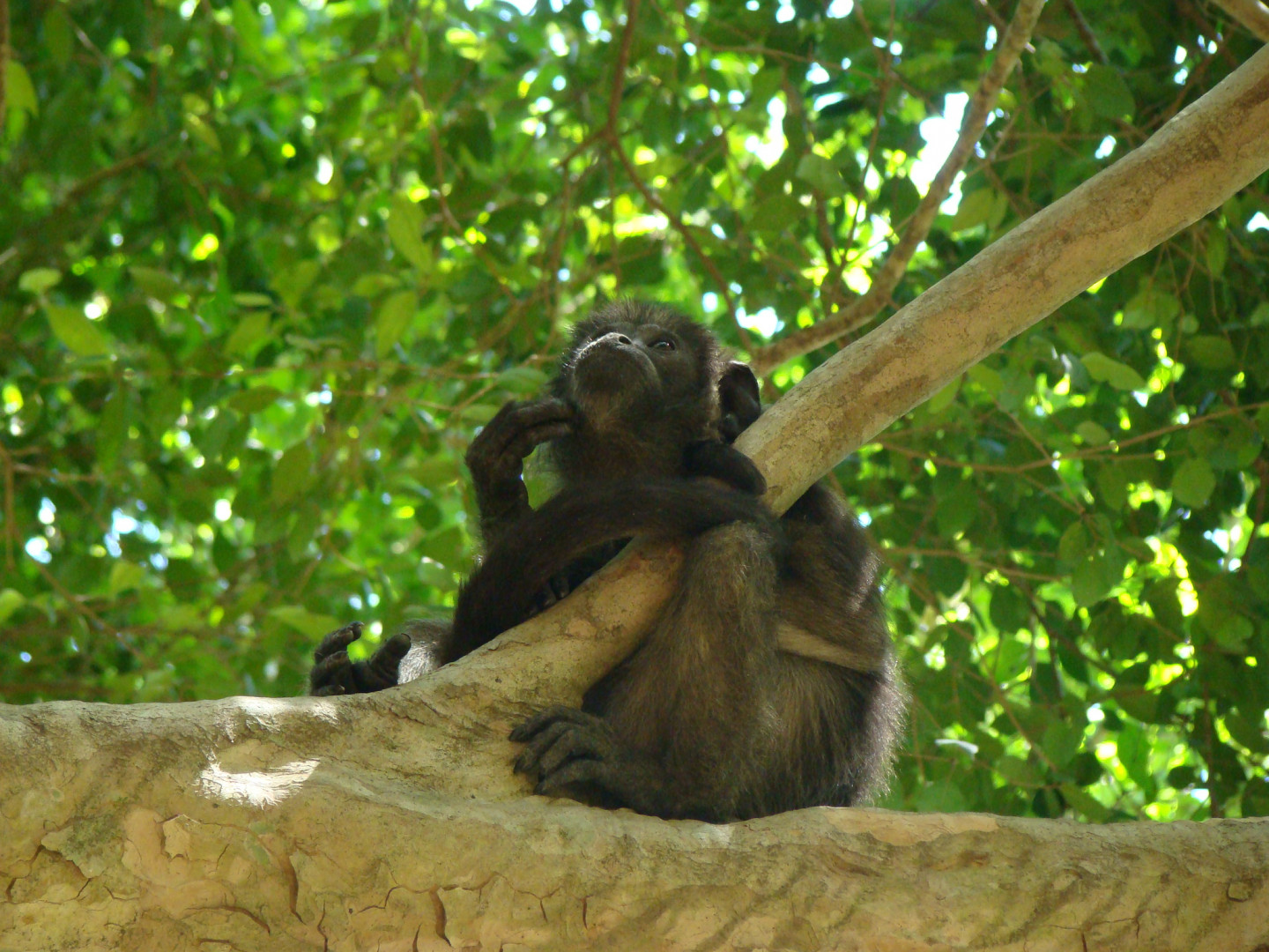 Monos carayá negro y dorado: aumentar los esfuerzos de conservación ...