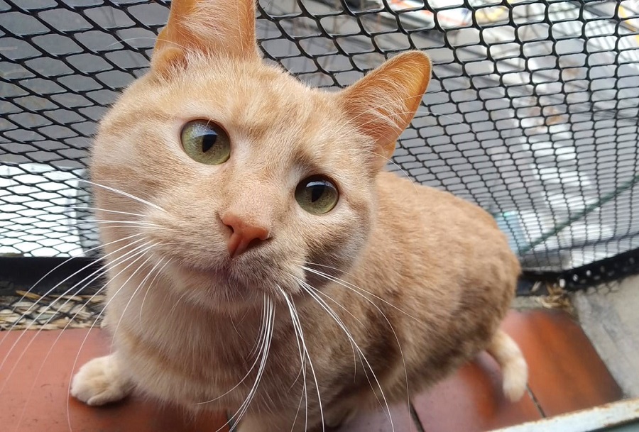 Animais de estimação: medidas a ter em conta para viajar com segurança para a Argentina