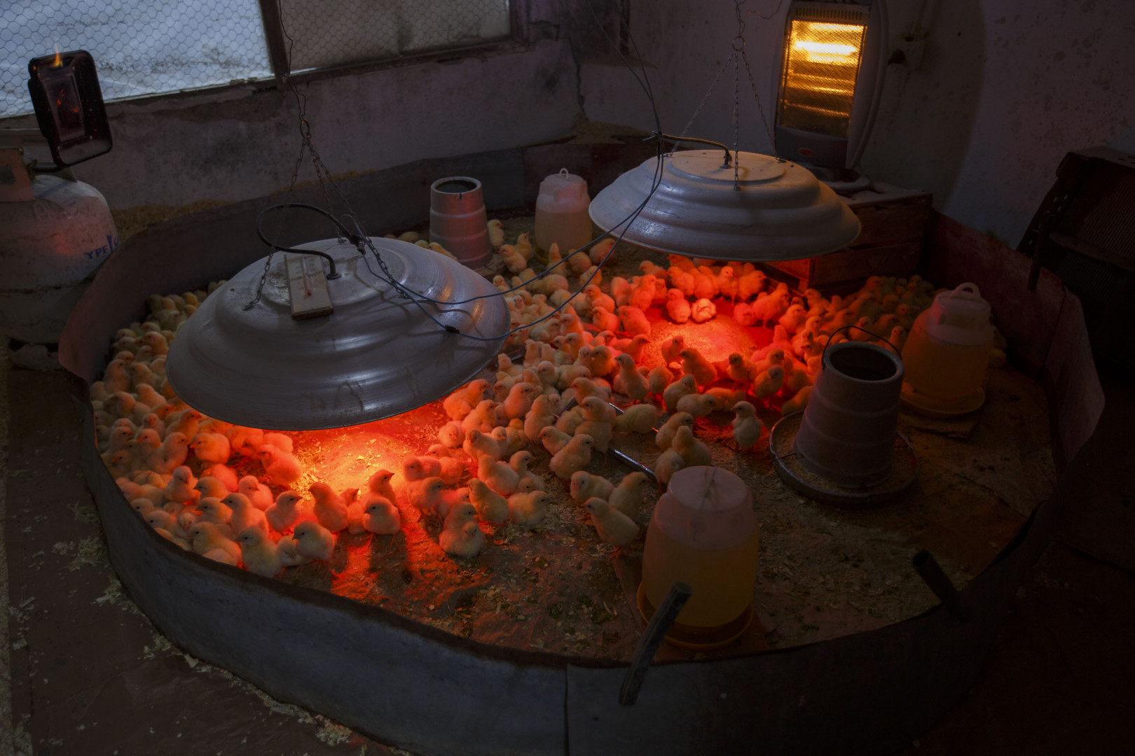 Invernadero de pollitos pequeños amarillos con lámparas de calor.