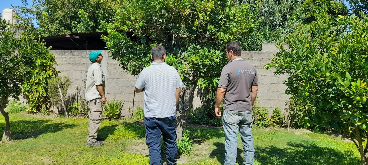Avanzan en la inspección y control del insecto transmisor de HLB en la provincia de Tucumán