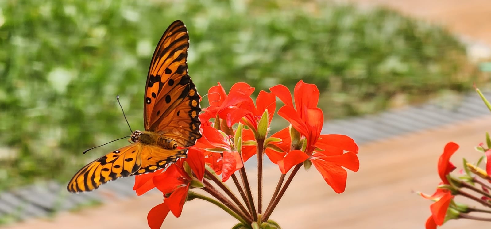 Cómo diseñar un jardín para la atracción de mariposas urbanas | Cómo diseñar un jardín para la atracción de mariposas urbanas |