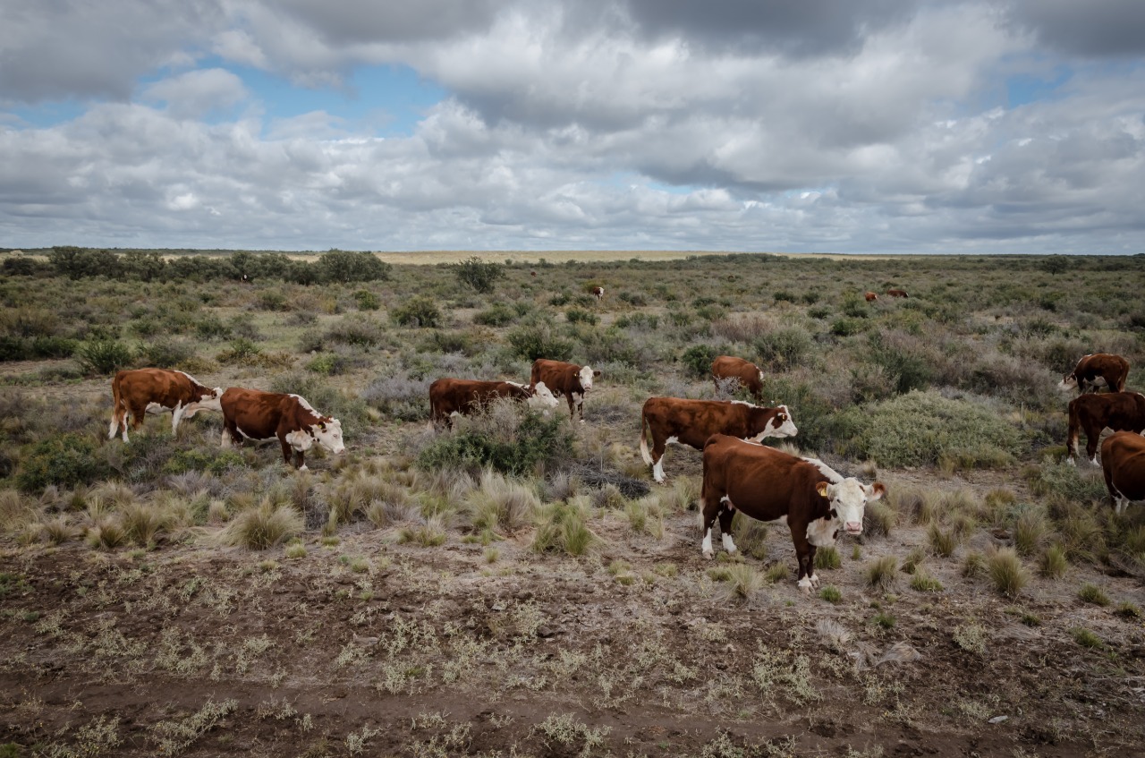 El INTA potencia la producción de carne y fibras en la Patagonia ...
