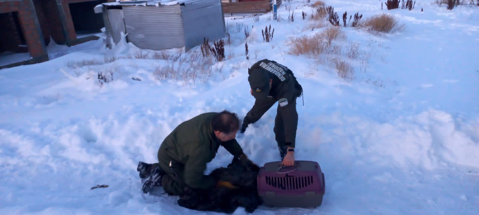 Encuentran un águila atrapada en medio de la nieve Argentina.gob.ar
