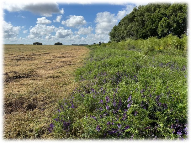 Siembra de soja sobre cultivos de coberturas de gramíneas y de vicia.