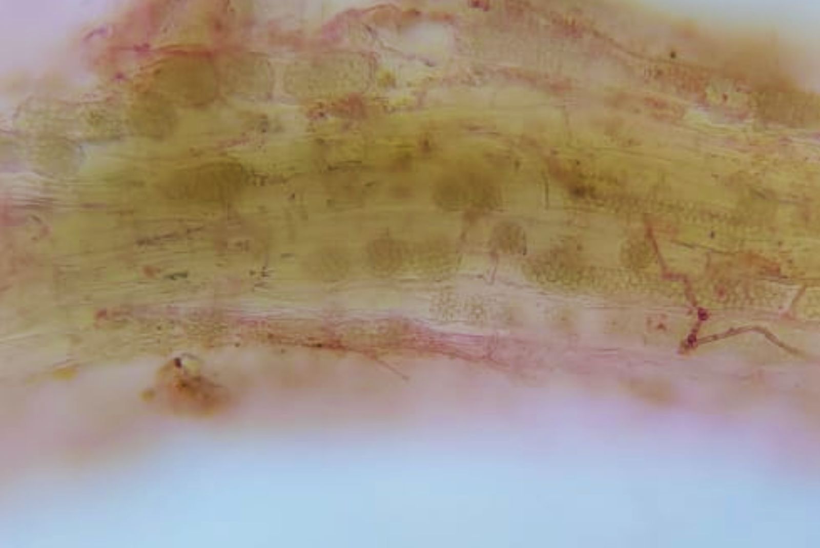 Detectan en la Argentina un virus del arroz que solo hab&iacute;a sido registrado en Jap&oacute;n