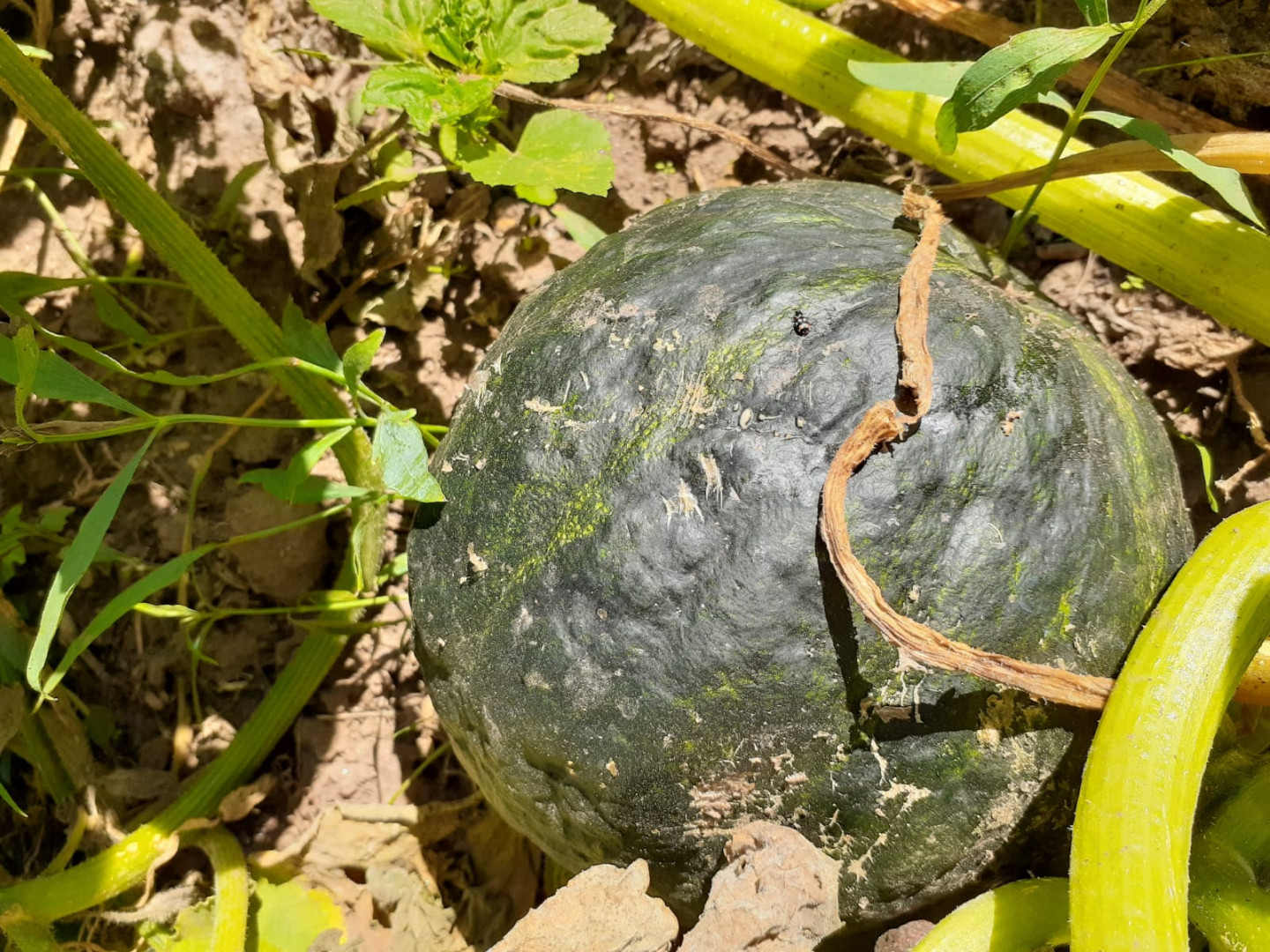 San Luis: la agroecología en el universo de la agricultura familiar para fortalecer su producción