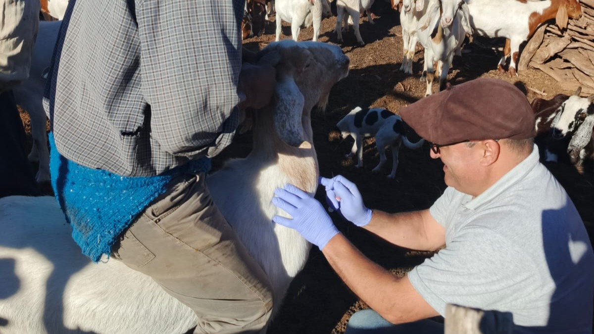 Realizan en Mendoza un relevamiento sanitario para detectar brucelosis en cabras