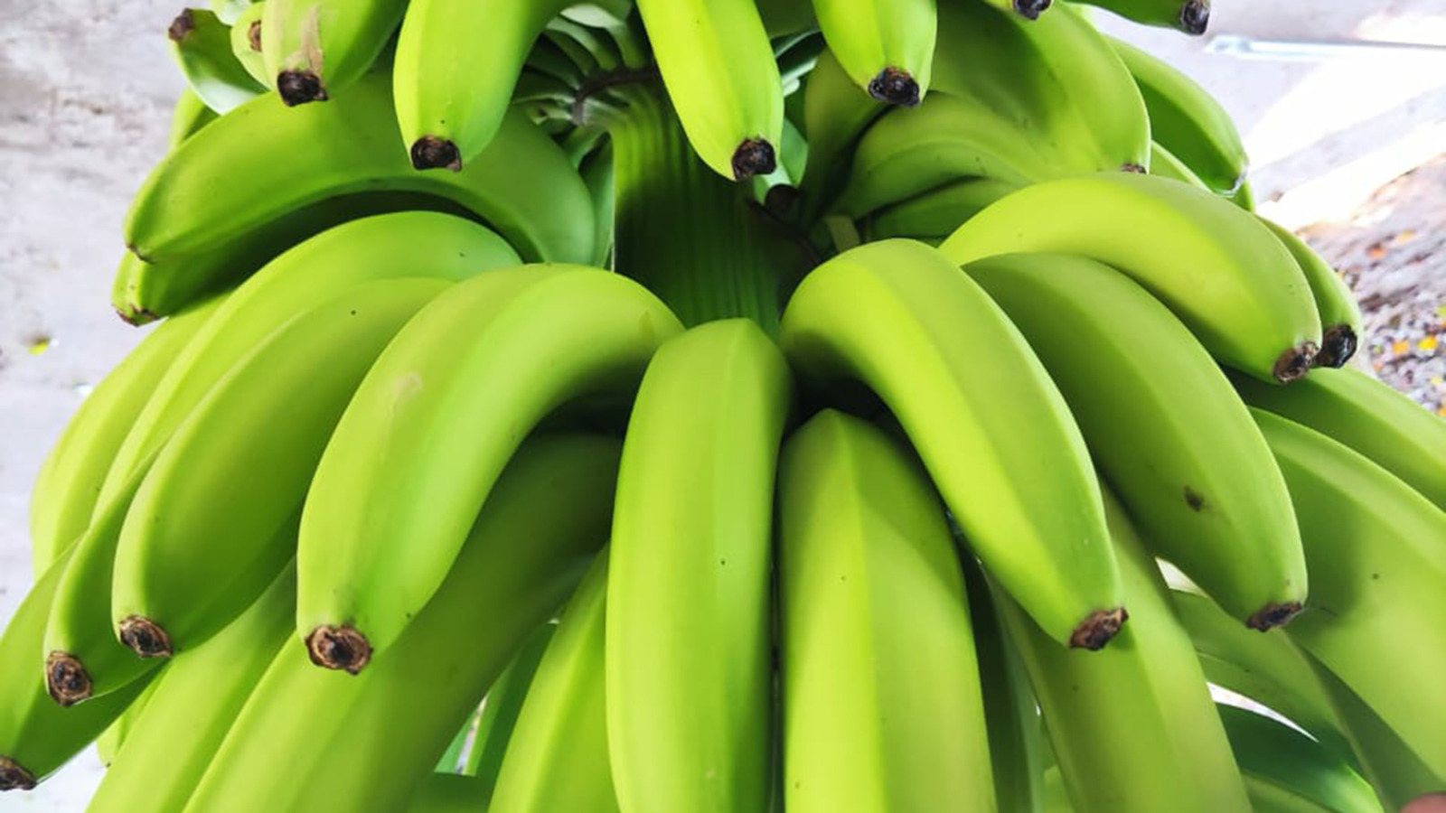 Nueva exigencia para la producci&oacute;n bananera: Salta y Jujuy deber&aacute;n informar movimientos en el sistema del SENASA