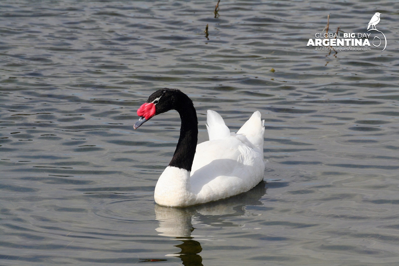 Cisne de cuello negro Aves emblemáticas de Parques Nacionales- Global Big Day 2025