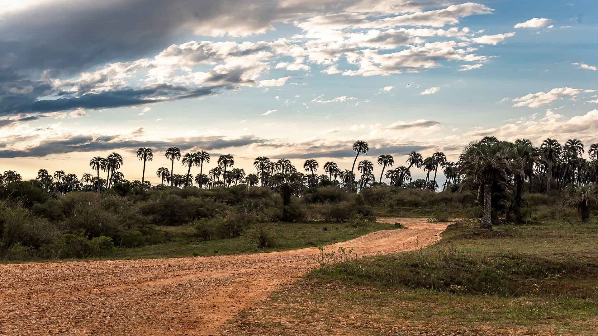 Sendero Parque Nacional El Palmar