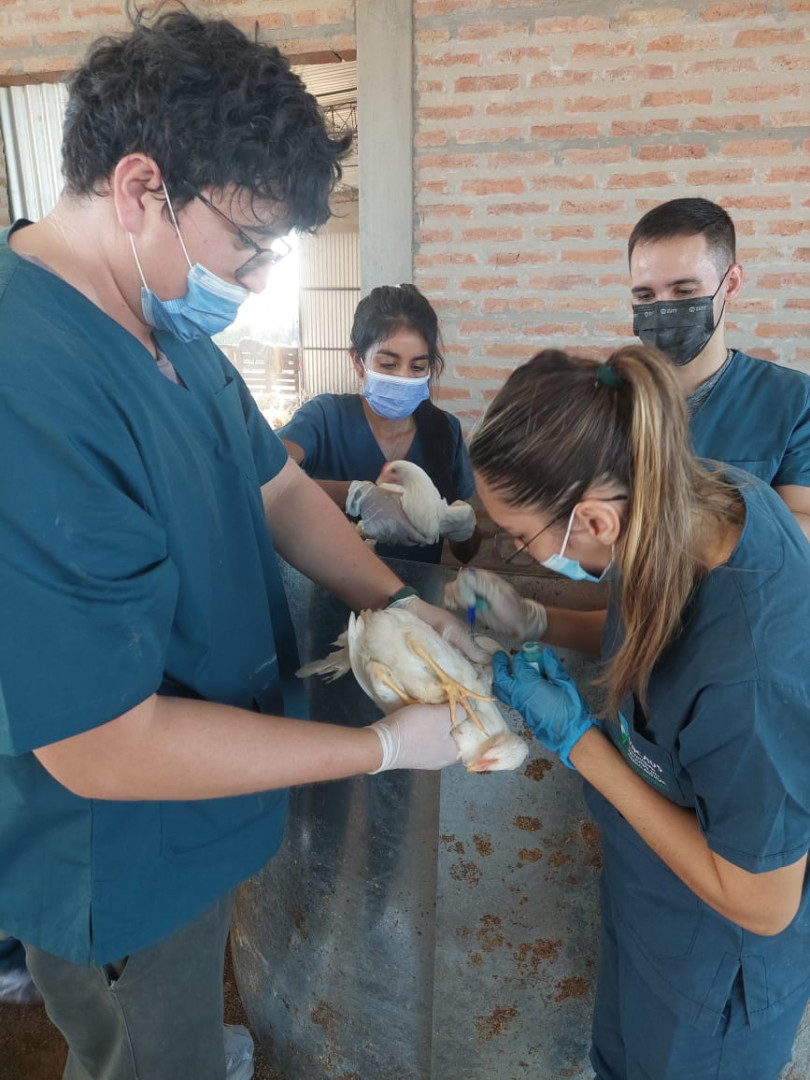 Students performing vaccination on hens