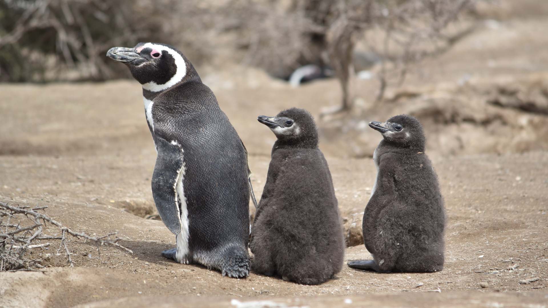 pingüinos, Puerto Pirámides