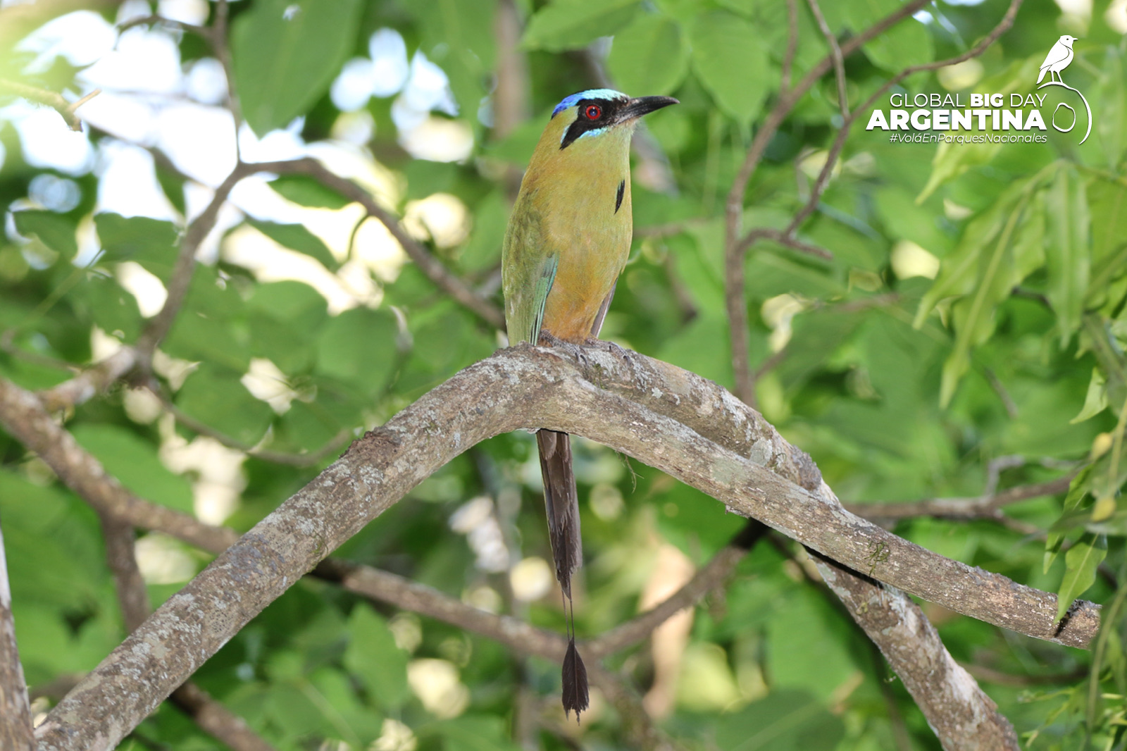 Burgo Aves emblemáticas de Parques Nacionales- Global Big Day 2025