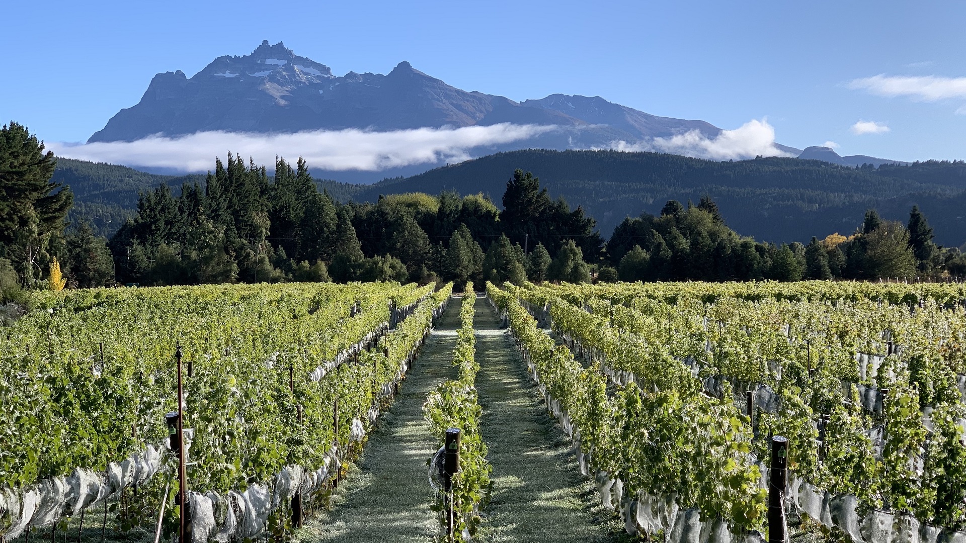 Viñedo y bodega en Trevelin