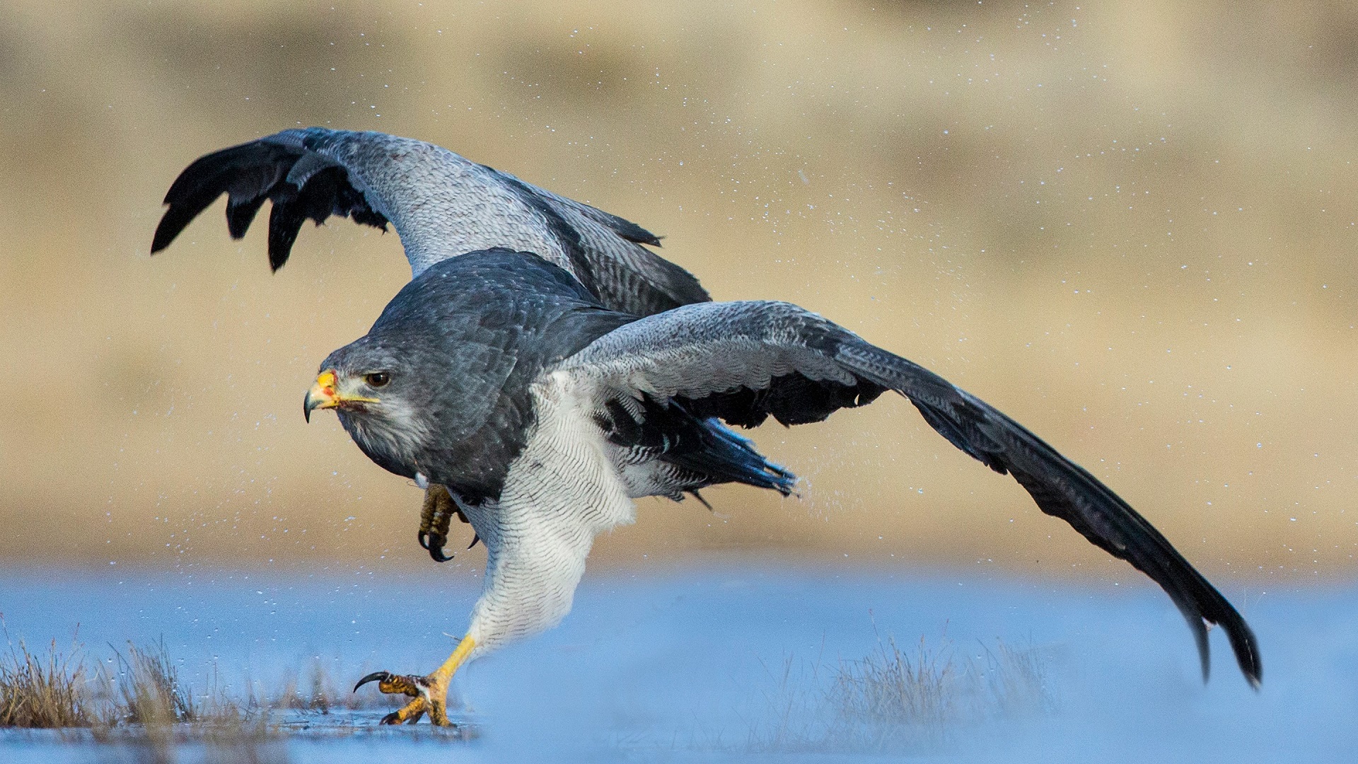 Águila Mora