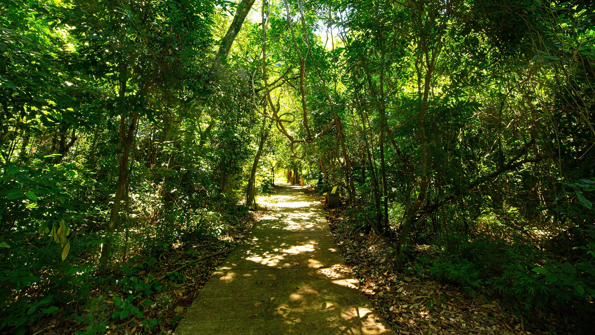 Sendero dentro del parque