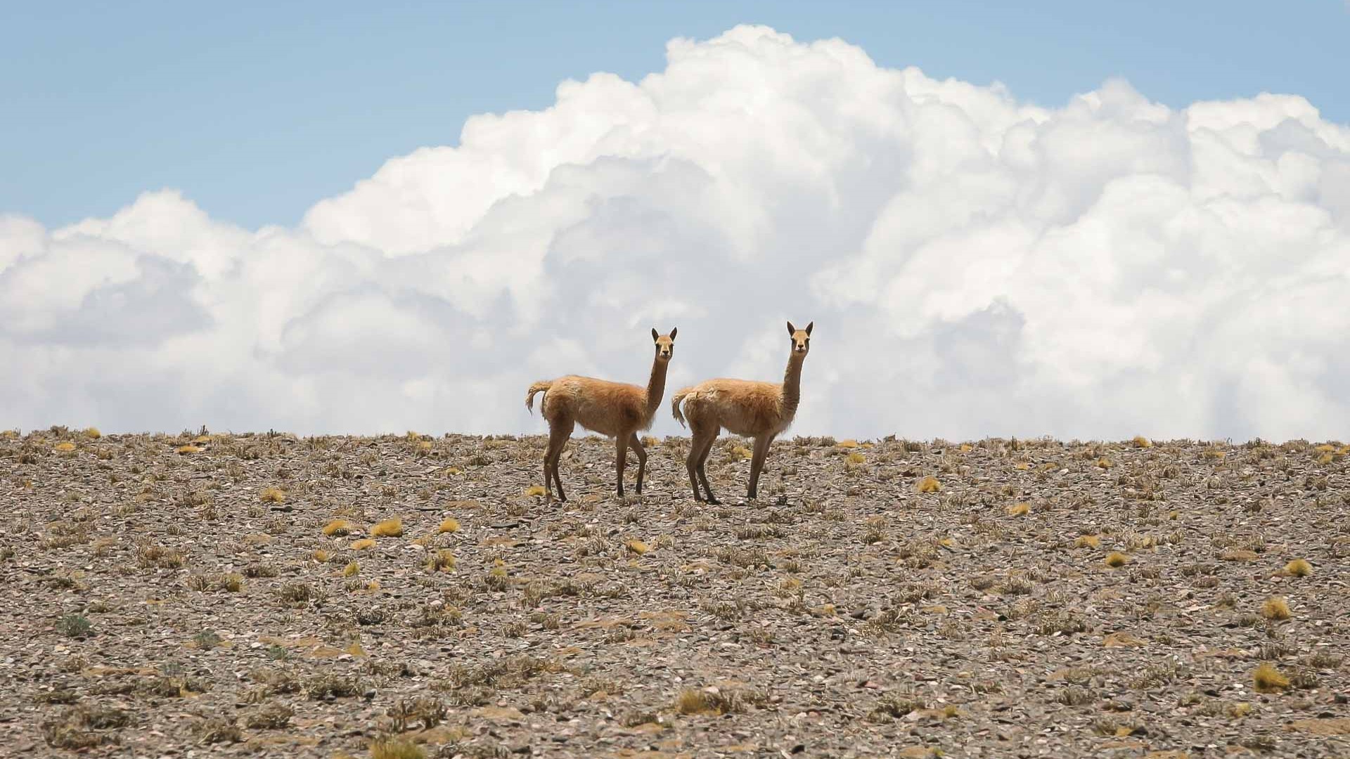 Vicuñas en el Parque Nacional San Guillermo