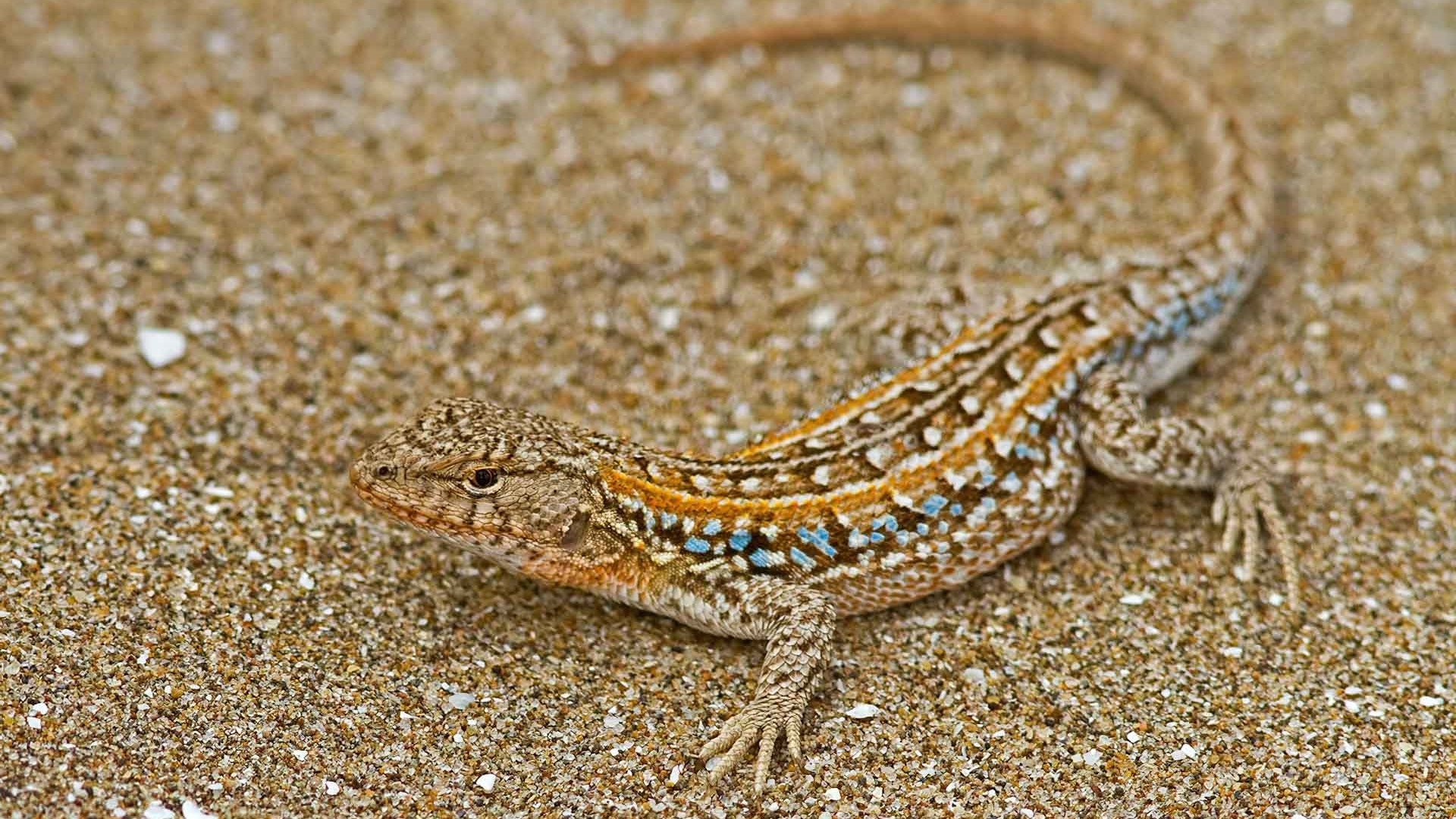 Lagartija de las dunas, Reserva Natural Faro Querandí