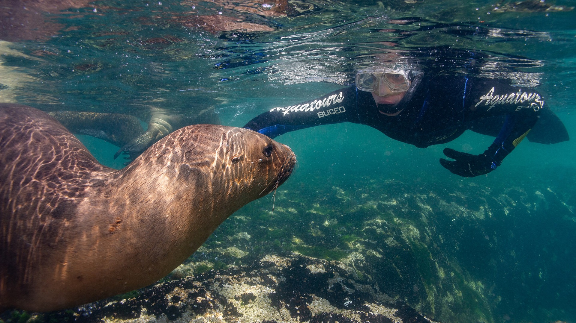 Buceo con lobos marinos, Puerto Madryn, Chubut