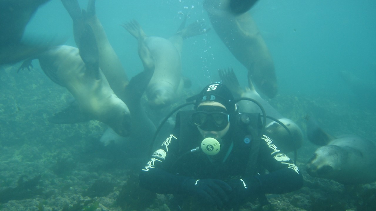 buceo con lobos marinos