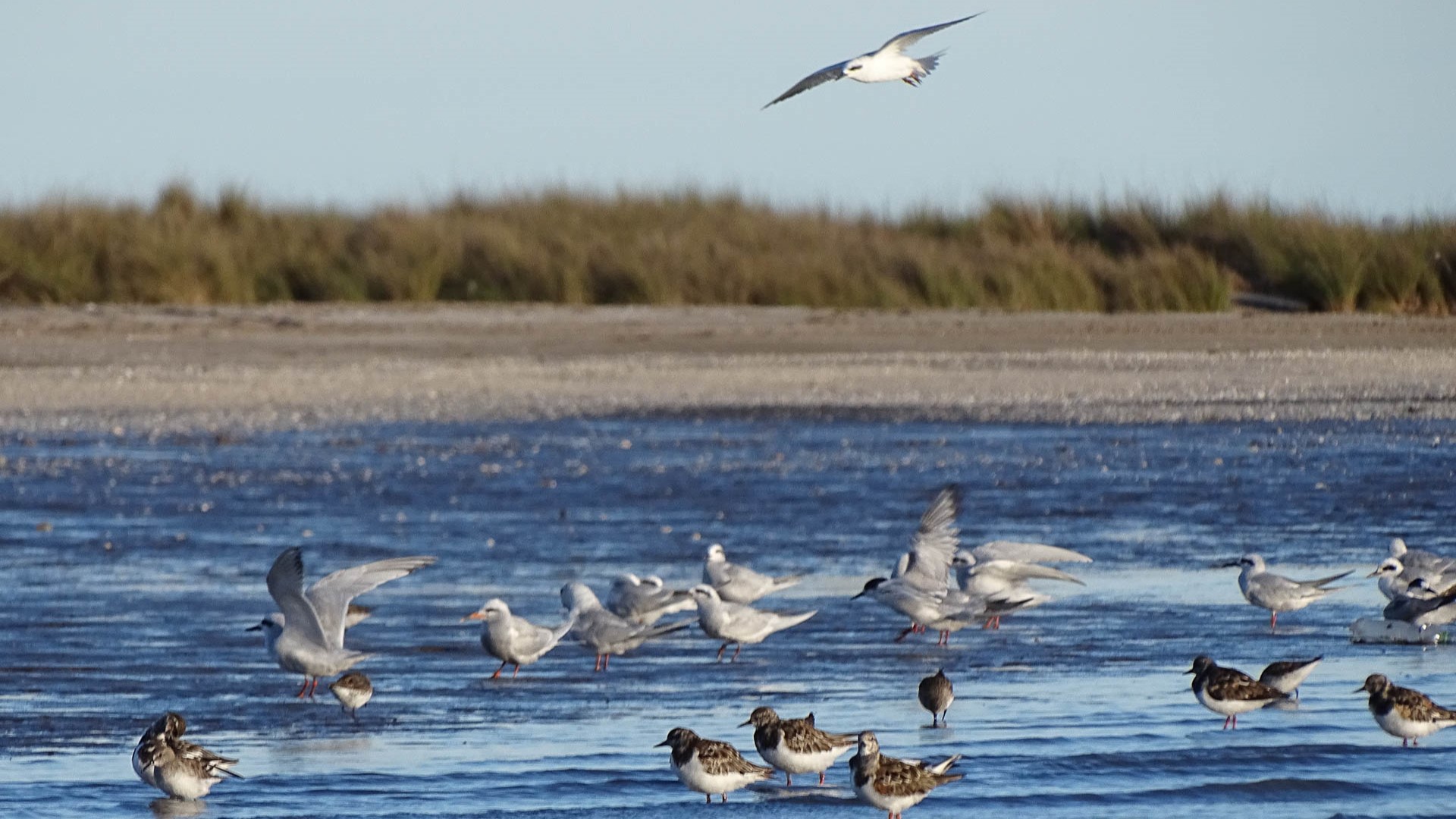 Aves playeras en Punta Rasa