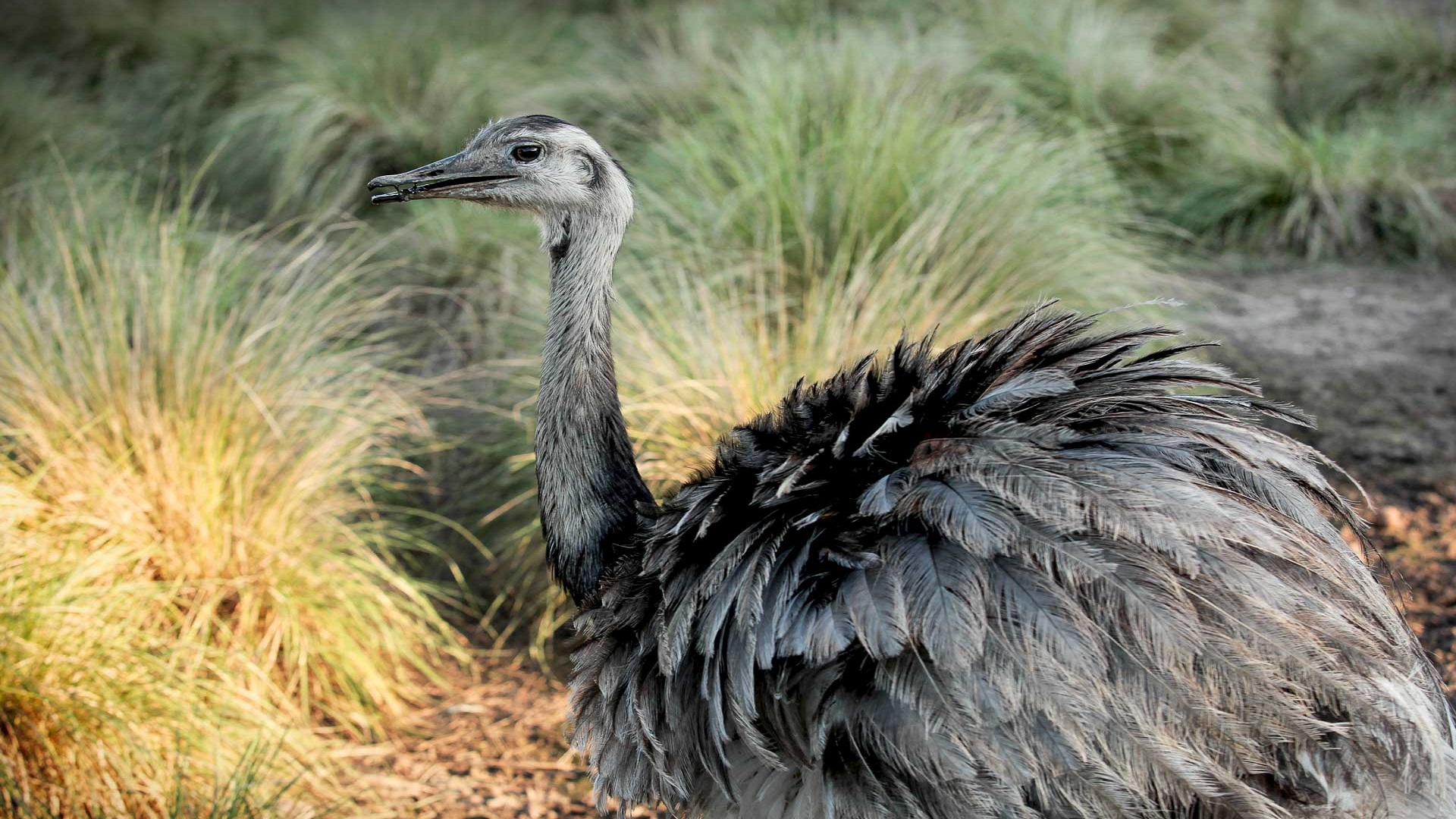 Ñandú Parque Nacional El Palmar