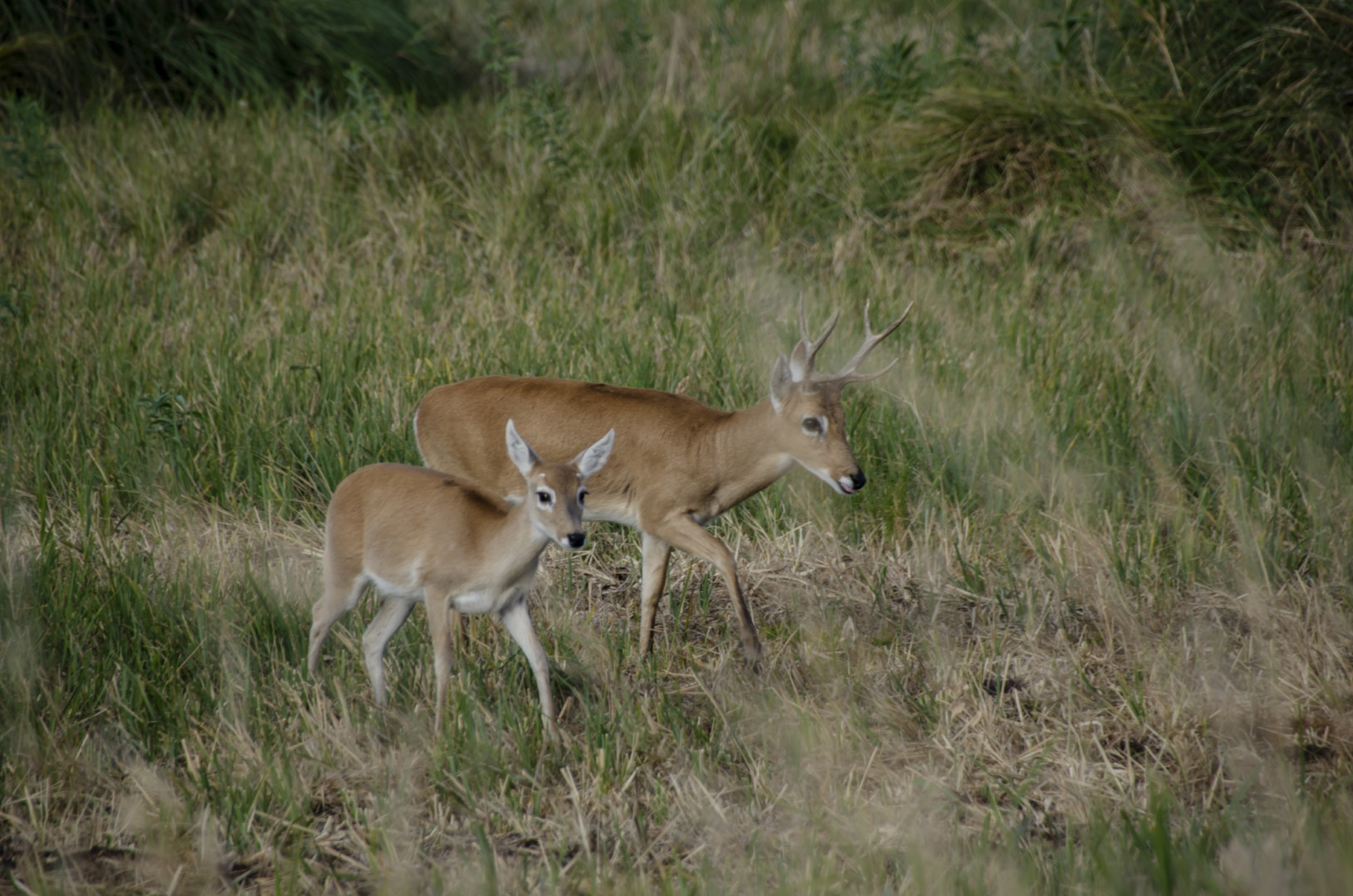 Venado de las pampas, un clásico del lugar.