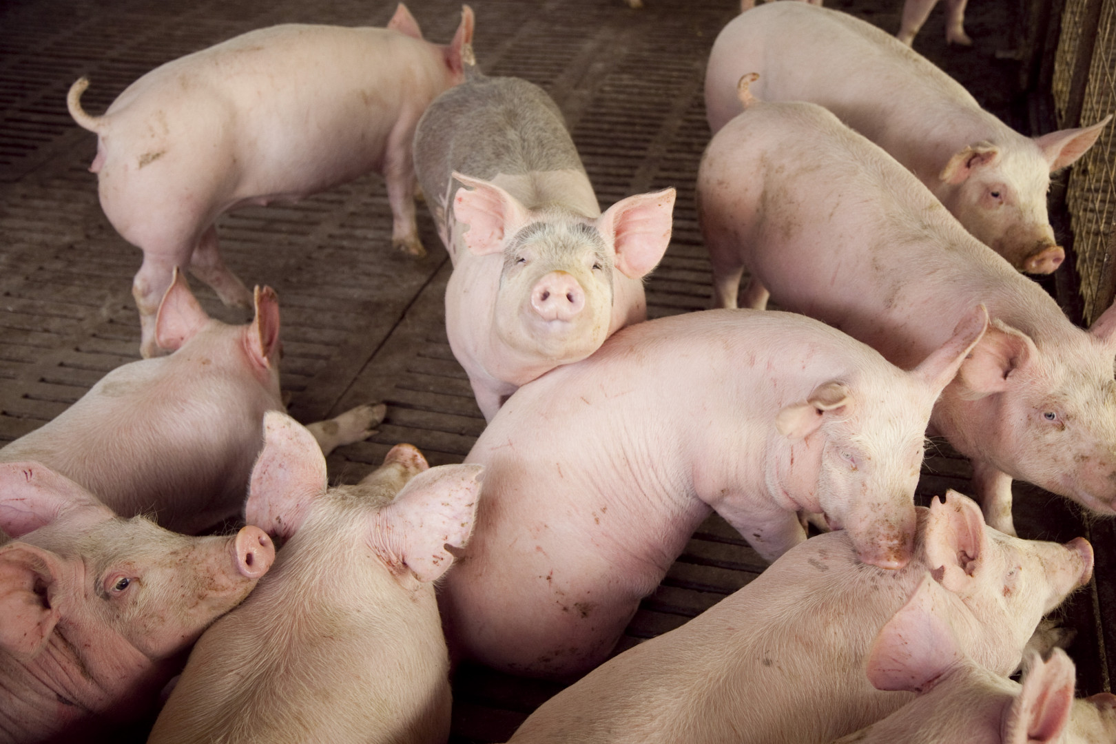Fuerte crecimiento del sector porcino: la producci&oacute;n aument&oacute; 15,7% en el arranque de 2026