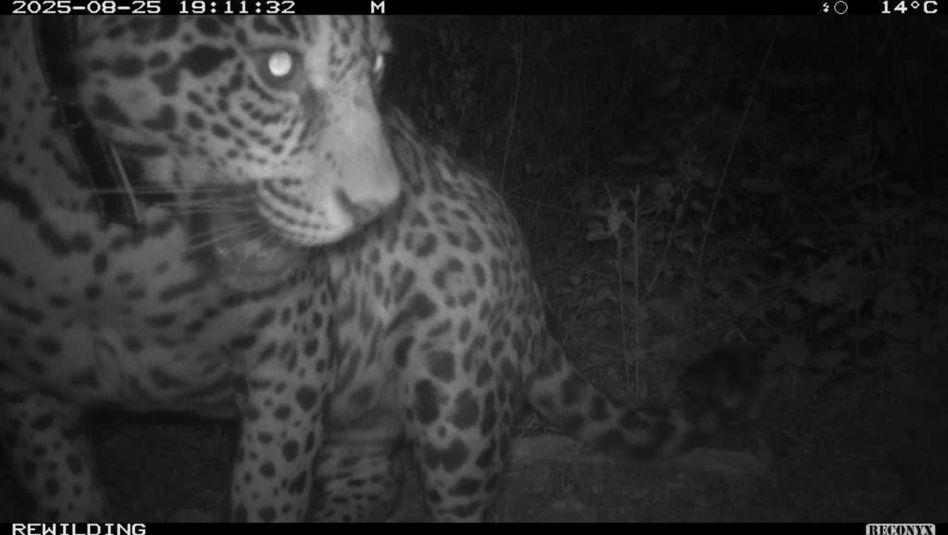 Yaguareté: compromiso institucional con los proyectos de conservación de la biodiversidad – Argentina.gob.ar