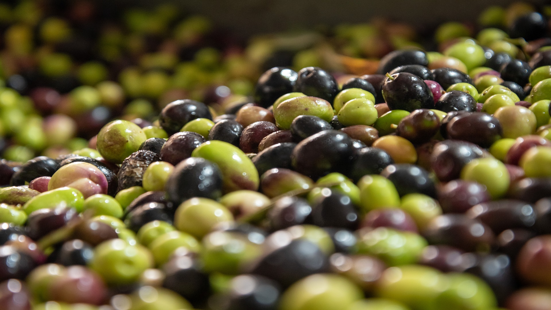 Aceitunas