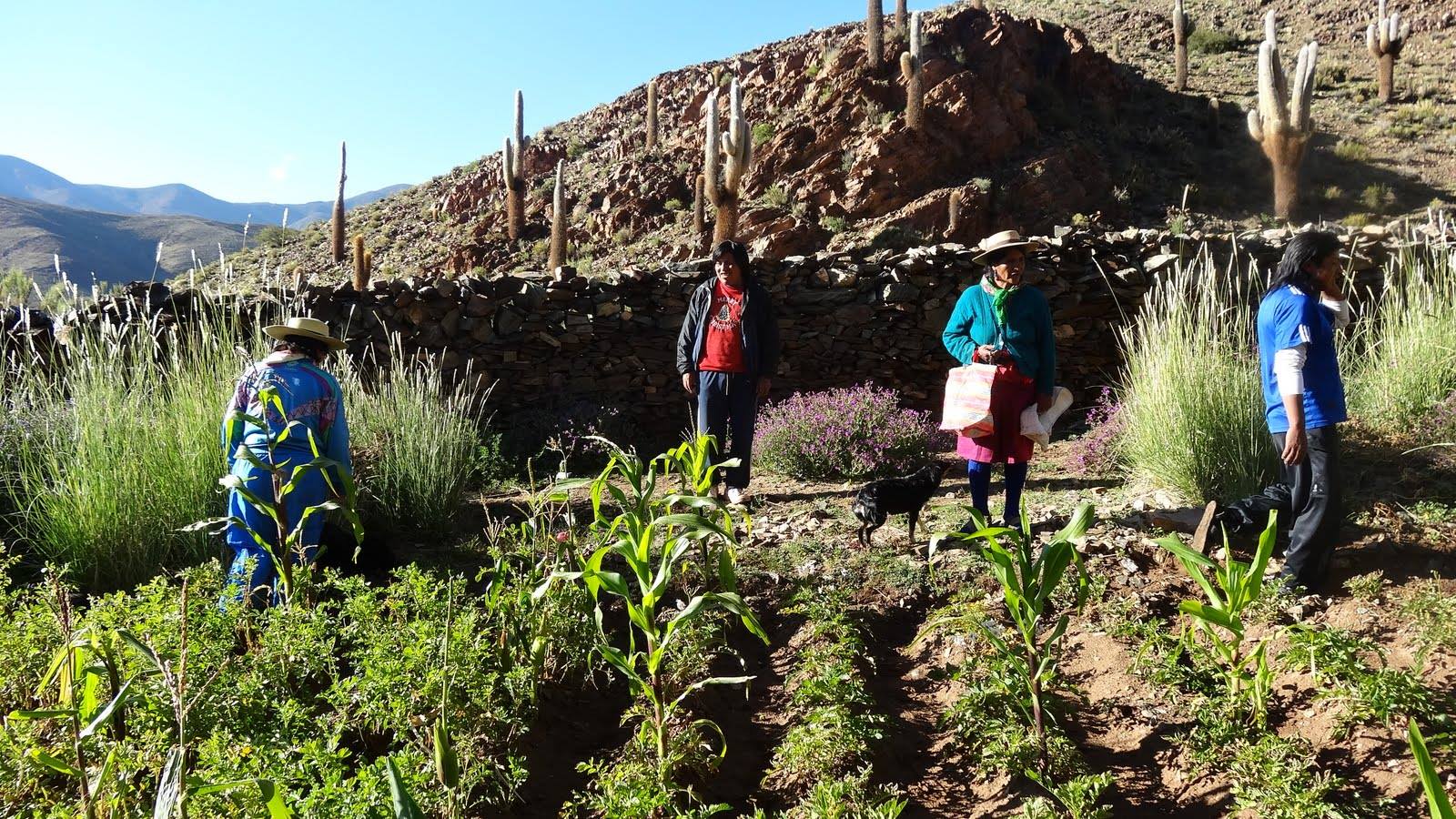 San Francisco de Alfarcito, comunidad agropastoril y de tejedores Texto alternativo 3