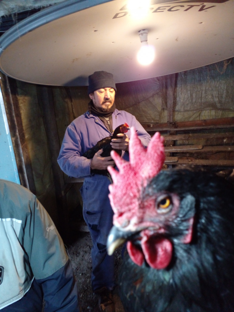  La AER Río Turbio acompañó a productores de Río Turbio, 28 de Noviembre y zonas rurales aledañas en la implementación de suplementación lumínica en gallinas Negra INTA. 