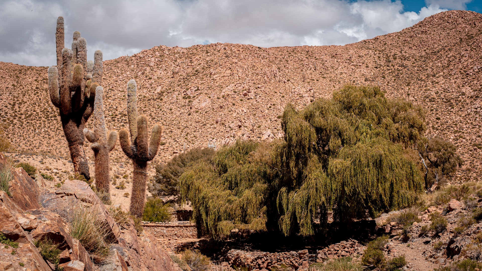 San Francisco de Alfarcito, comunidad agropastoril y de tejedores Texto alternativo 2