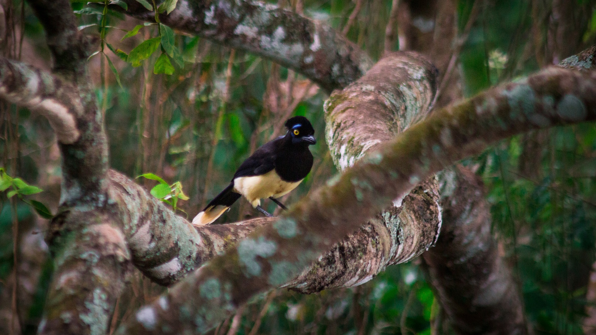 Avistaje de aves en la selva misionera 