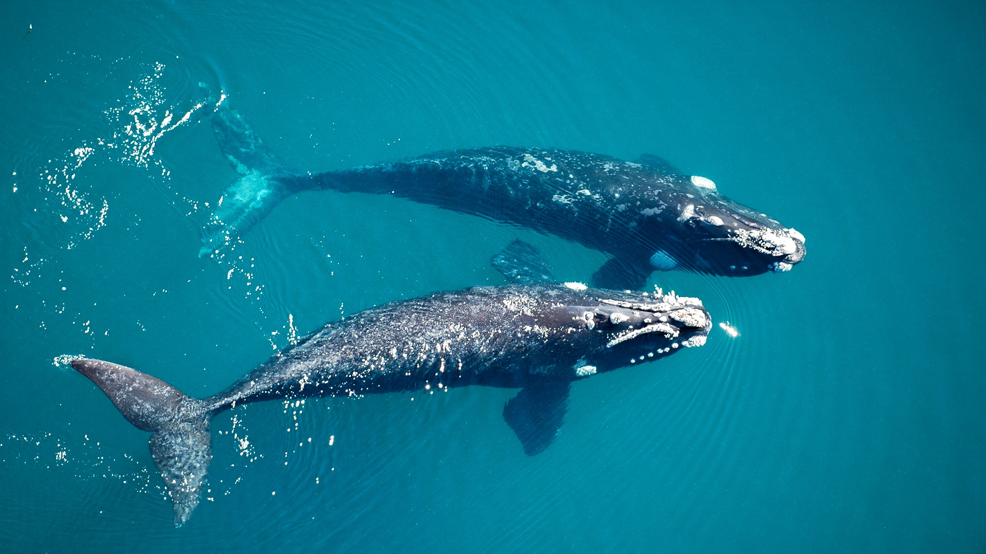 Ballena franca austral