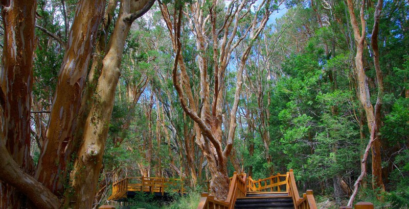 Unidad de Manejo del Sistema de Evaluación Forestal