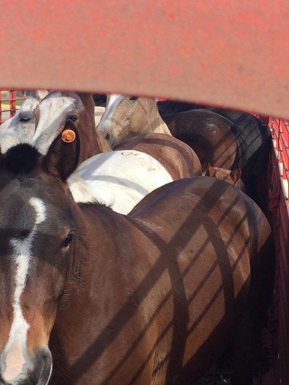 Control de un foco de Anemia Infecciosa Equina en General Alvear