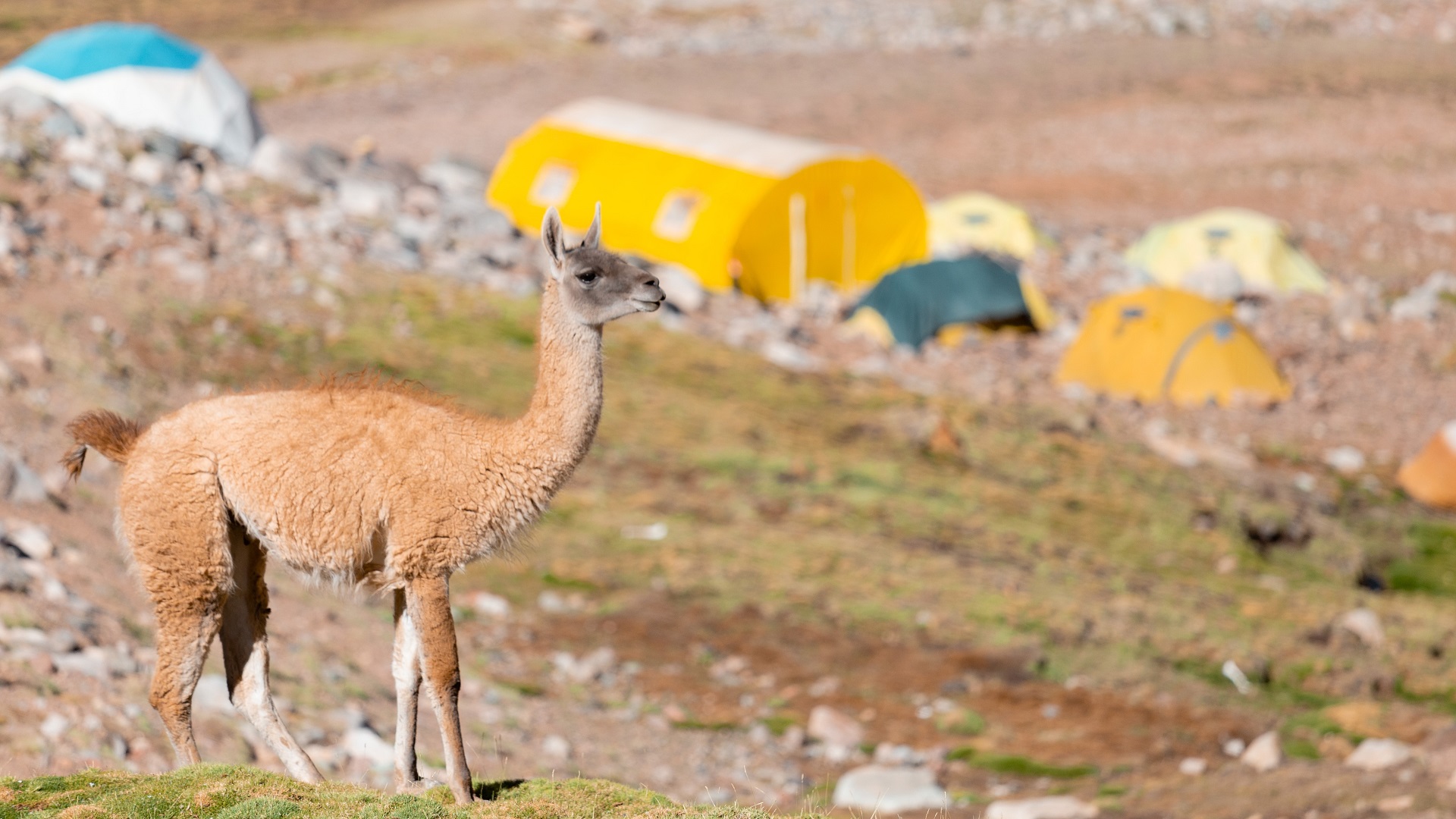 Ascenso al emblemático cerro Mercedario Ascenso al emblemático cerro Mercedario Cerro Mercedario, San Juan