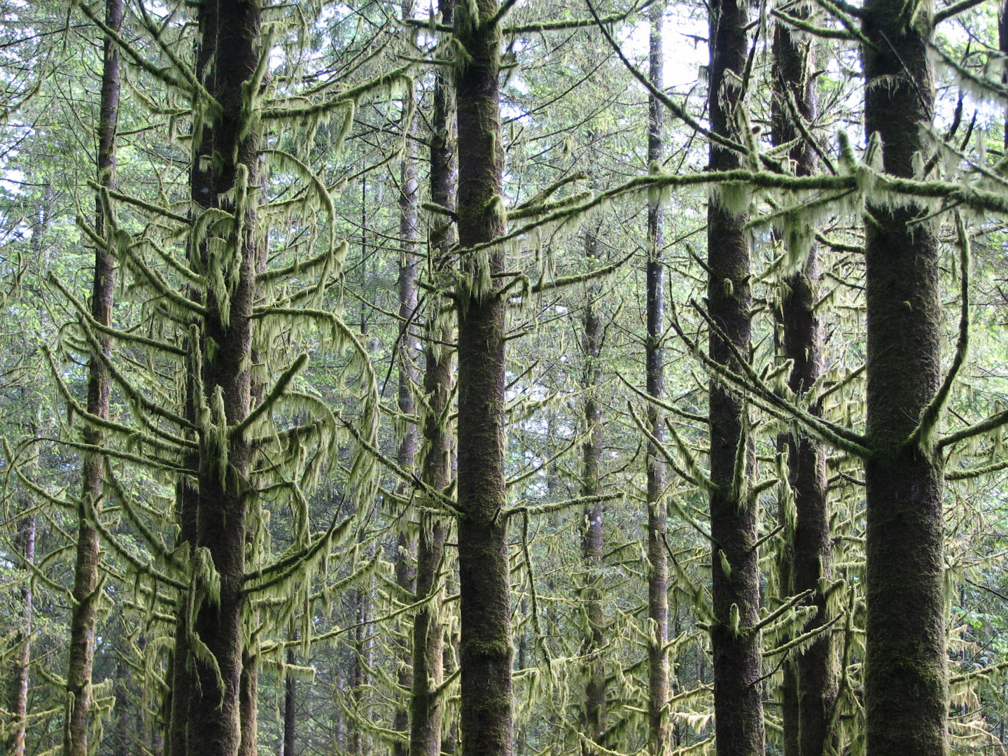 La cantidad de masa contenida en la madera está estrechamente relacionada con las condiciones ambientales en las que crecen los árboles